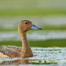 Lesser whistling duck calls APK