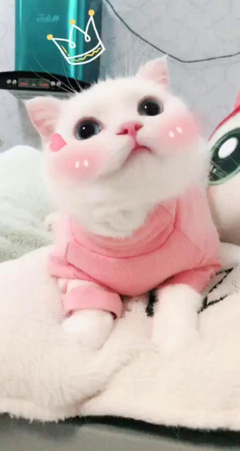 Cute Pink Cat Yawning Live Wallpaper Pet Animal For Android Apk Download