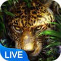 Leopardo papel de parede ao vivo