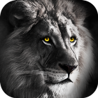 Wild Lion Live Wallpaper icône