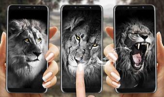 Wild Lion Live Wallpaper Affiche