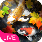 Autumn Koi Fish آئیکن