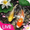 Lucky Koi Fish Live Wallpaper