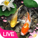 APK Lucky Koi Fish Live Wallpaper