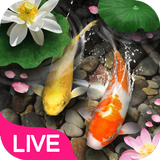 Lucky Koi Fish Live Wallpaper icon