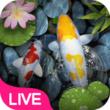 Koi Fish Pond Live Wallpaper