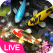 Lively Koi Fish Live Wallpaper