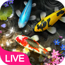 APK Lively Koi Fish Live Wallpaper