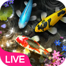 Lively Koi Fish Live Wallpaper APK