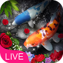 Rose Koi Fish Live Wallpaper APK