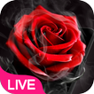Smoke Red Rose Live Wallpaper