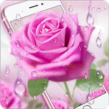 Pink Rose & Dew Live Wallpaper أيقونة