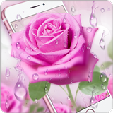 Pink Rose & Dew Live Wallpaper ícone