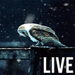 Live Owl Wallpaper