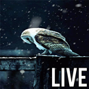 Live Owl Wallpaper aplikacja