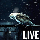 Live Owl Wallpaper biểu tượng