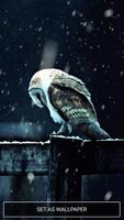 Live Owl Wallpaper bài đăng