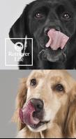 Retriever Life（レトリーバーライフ） Poster