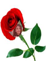 Red Rose Photo Montage Affiche