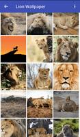 imagenes de leones syot layar 1