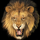 Lion Wallpaper HD + Keyboard aplikacja