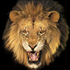 Lion Wallpaper HD + Keyboard أيقونة