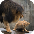 Lion Video Live Wallpaper simgesi