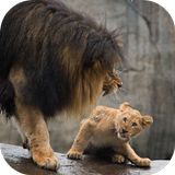 Lion Video Live Wallpaper icon