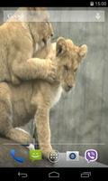 Lion Vidéo Live Wallpaper capture d'écran 1