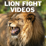 Lion Fight And Hunt Videos