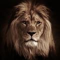 Lion Wallpapers 4K