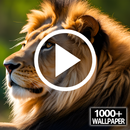 Lion Video Wallpaper RDT APK