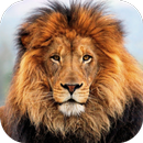Lion HD Live Wallpaper APK