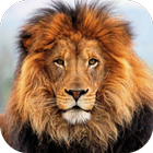 Lion HD Live Wallpaper icon