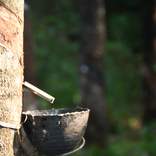 ASR Latex Collection