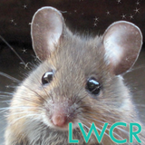 الماوس لطيف lwp أيقونة