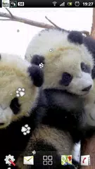 baby panda lwp APK download