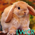 rabbit live wallpaper আইকন