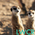 meerkat live wallpaper