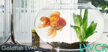 goldfish live wallpaper