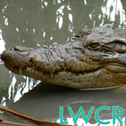 Krokodil lwp Zeichen