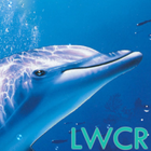 free dolphin live wallpaper آئیکن