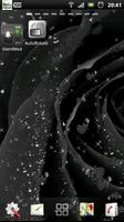 black rose live wallpaper 海報