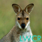 canguru lwp ícone