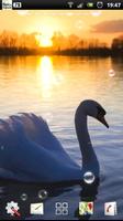 cygne lwp Affiche