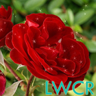 rose live wallpapers আইকন