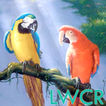 live parrot wallpaper