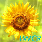 hoa hướng dương lwp biểu tượng
