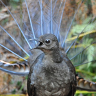 Lyrebird Sounds icon