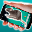 Rat Mouse On screen Prank
